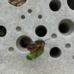 Bee Brick By Green And Blue -Home Furnishings Shop leaf cutter bee with bee brick bee hotel